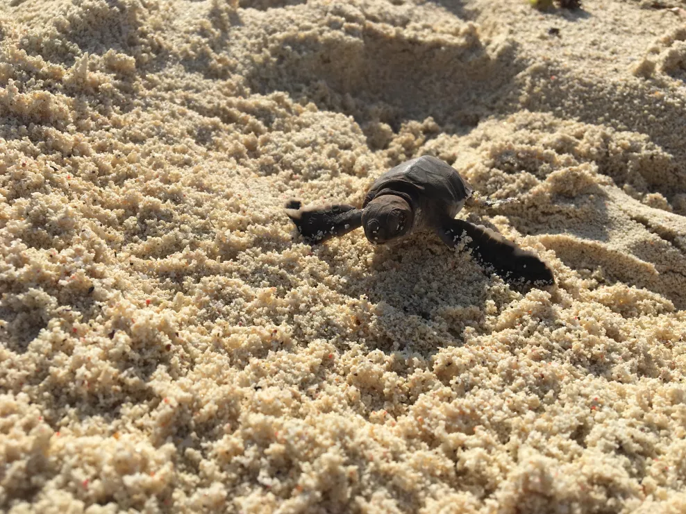 Sea Turtle Conservation in Tansania