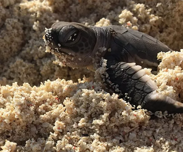 Meeresschildkröte Tansania